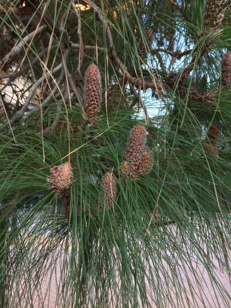 istock Green branches of the pine with long needles and young cones. 1200313946