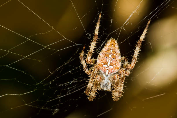 istock Hunting spider. Spider wrapping its prey in silk. Black dark background. Hunt: common housefly. 1200314506