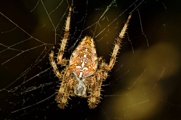 istock Hunting spider. Spider wrapping its prey in silk. Black dark background. Hunt: common housefly. 1200315287