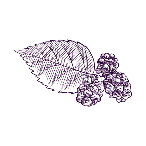 wektorowy rysunek gałęzi drzewa morwy - mulberry bush stock illustrations