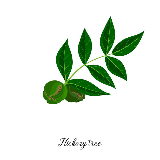 illustrations, cliparts, dessins animés et icônes de branche de dessin vectoriel de l'arbre de hickory - walnut tree walnut nut branch
