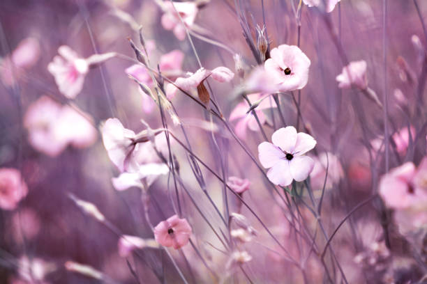 istock Summer blossoming pink field flowers background 1200315921