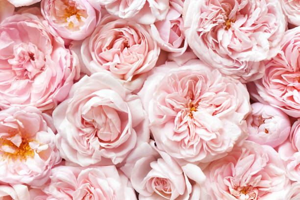 istock Summer blossoming delicate rose blooming flowers festive background 1200315931