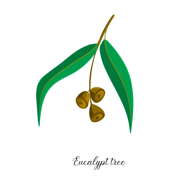 illustrations, cliparts, dessins animés et icônes de branche de dessin vectoriel de l'arbre d'eucalyptus - branch tree leaf backgrounds