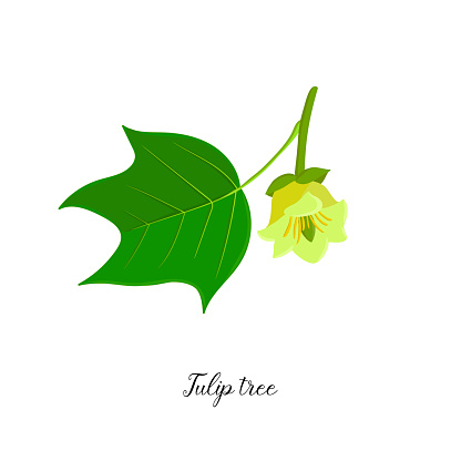vector drawing branch of tulip tree with leaf and flower, Liriodendron, hand drawn illustration