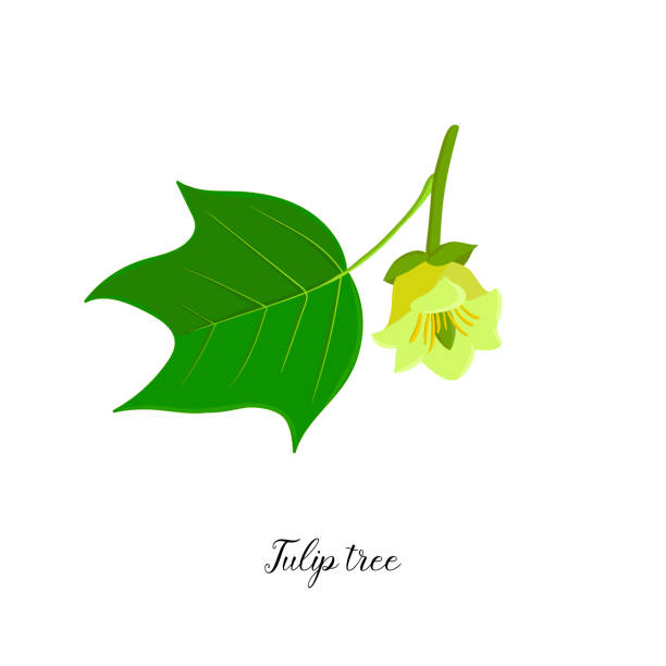 vector drawing branch of tulip tree vector drawing branch of tulip tree with leaf and flower, Liriodendron, hand drawn illustration tulip tree stock illustrations