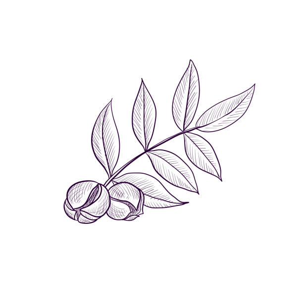 illustrations, cliparts, dessins animés et icônes de branche de dessin vectoriel de l'arbre de hickory - walnut tree walnut nut branch