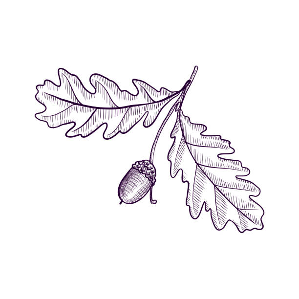 вектор рисунок ветви дуба - tree oak tree acorn forest stock illustrations