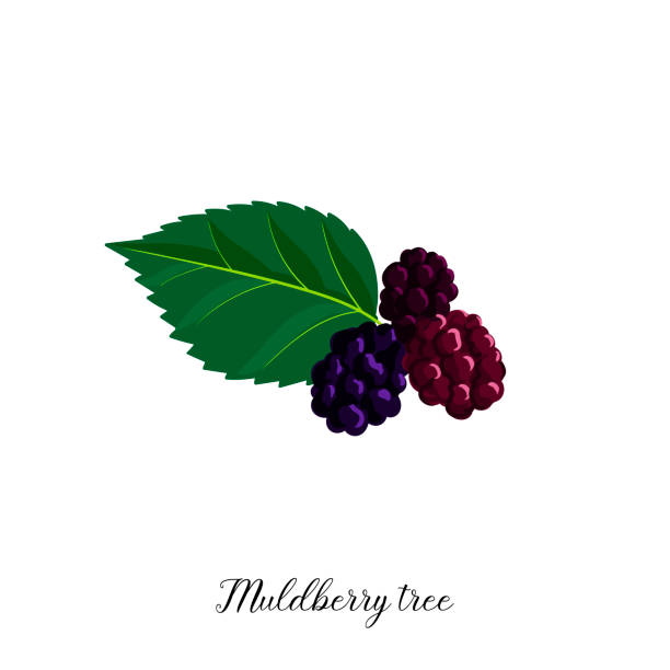 wektorowy rysunek gałęzi drzewa morwy - mulberry bush stock illustrations