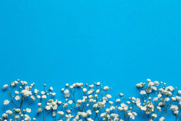 istock Floral composition with light small white gypsophila flowers on deep blue background, top view, frame, background 1200317426