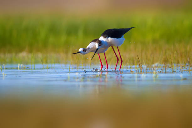 istock Romantic birds. Blue green nature background. Black winged Stilt. 1200317517