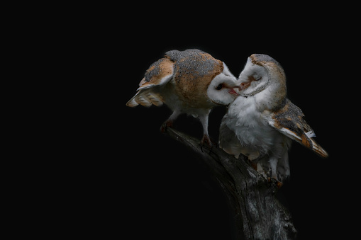 Two Barn owls (Tyto alba) sitting on a branch. Dark black background. Noord Brabant in the Netherlands. Love birds.