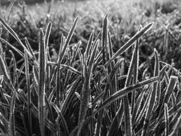 istock Winter Grass Morning Frost 1200318881