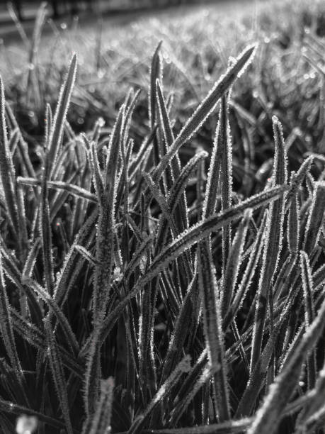 istock Winter Grass Morning Frost 1200318887