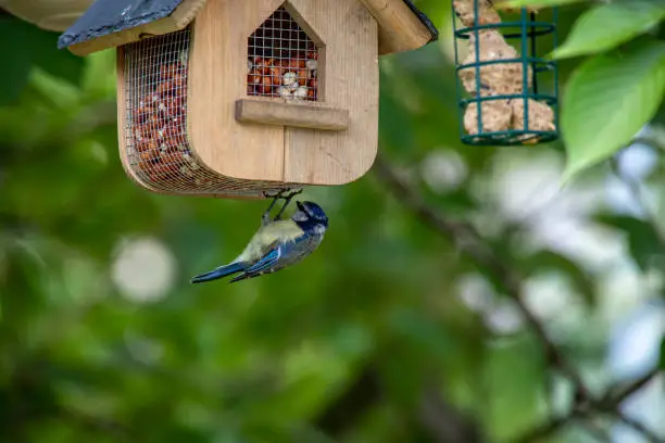 Blue tit feeding on feed house