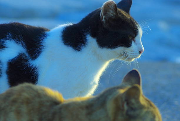istock Cats on the street. 1200321128