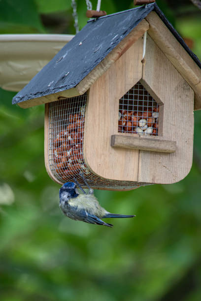 istock Blue tit feeding on feed house 1200321278