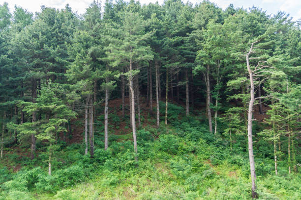 istock A row of green trees and against a blue sky 1200322135