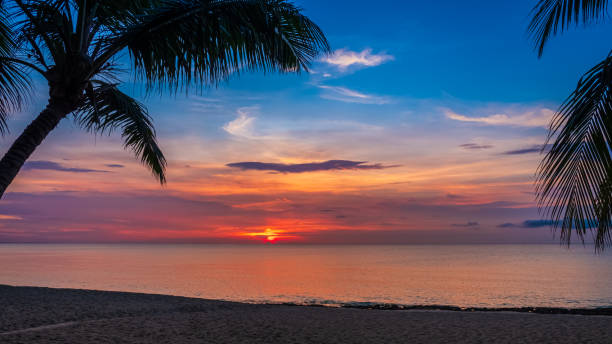 istock Sunset and palms - nature background 1200324667