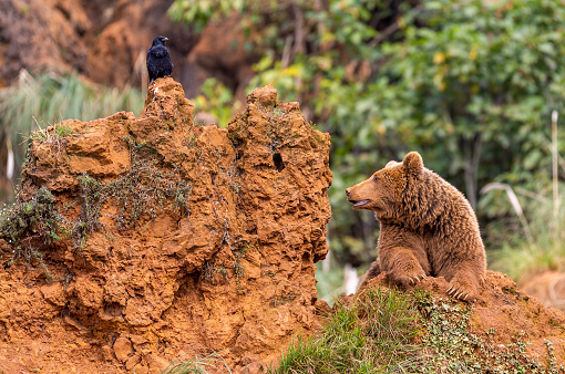 Brown bear and black raven in the Cabarceno Natural Park, Cantabria, Spain