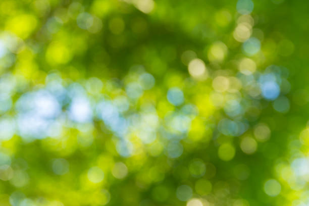 istock Natural green bokeh abstract background 1200325693