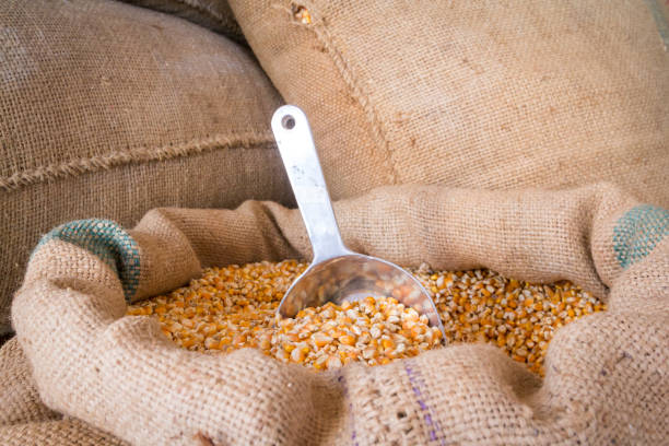 istock Yellow corn grain in a burlap bag with an aluminum scoop 1200325754