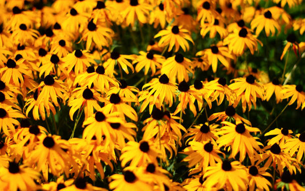 istock a large yellow bloom on the meadows of Spring 1200325786