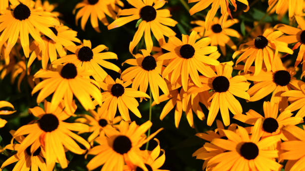 istock the yellow color on the meadows, spring has arrived 1200325787
