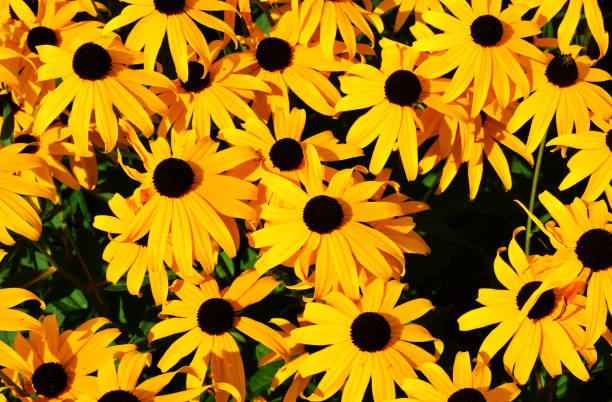 istock the yellow color on the meadows, spring has arrived 1200325790