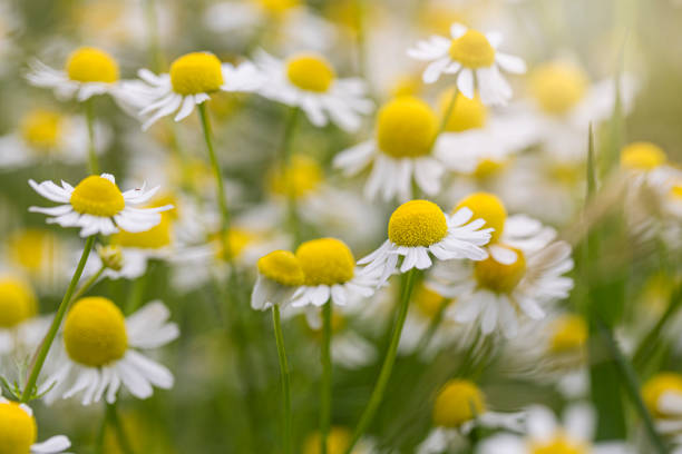 hermosa manzanilla flores de fondo - spring close up daisy yellow fotografías e imágenes de stock