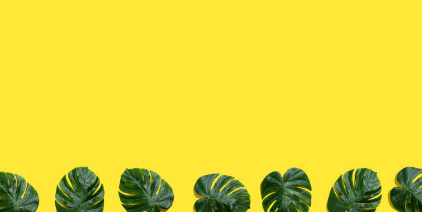 istock Tropical plant Monstera leaves 1200328510