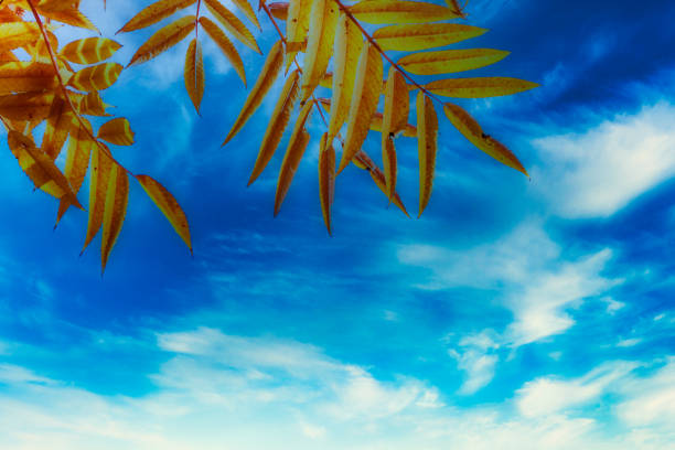 Autumn leaves with blue sky as background. Autumn 2019 Sweden