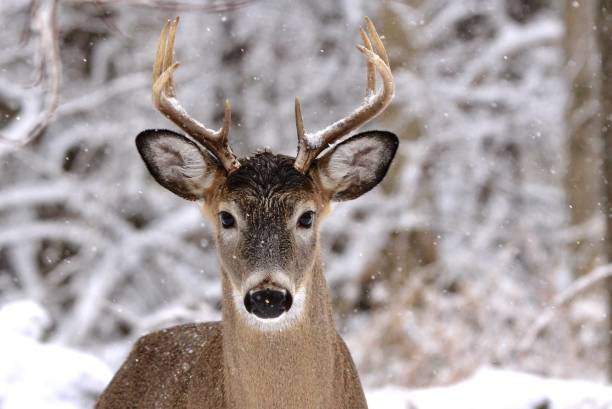 istock Buck in snowy forest. 1200329485
