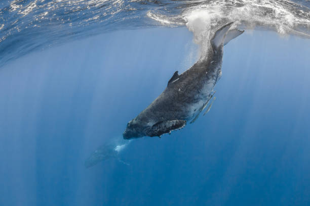istock Humpback whale deep dive in the blue of Pacific Ocean 1200329498
