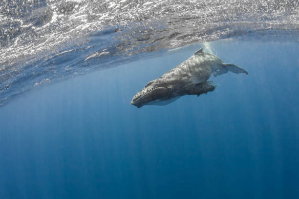 istock Humpback whale deep dive in the blue of Pacific Ocean 1200329501