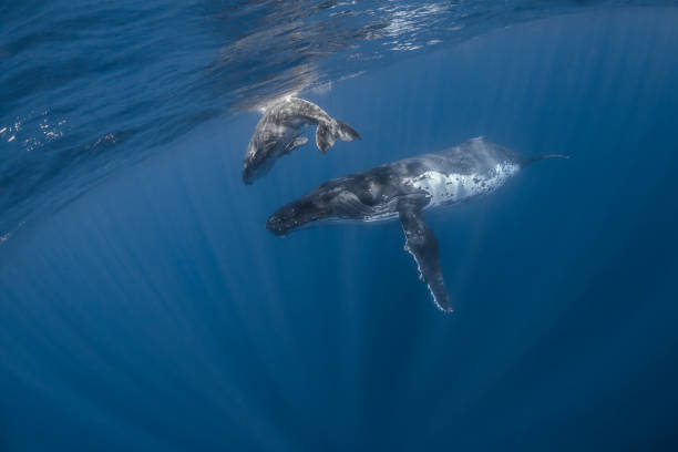 istock Humpback whale deep dive in the blue of Pacific Ocean 1200329528