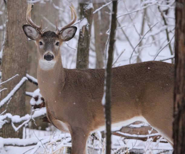 istock Buck in snowy forest. 1200329550