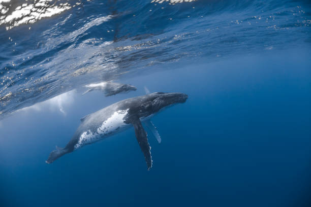 istock Humpback whale deep dive in the blue of Pacific Ocean 1200329554