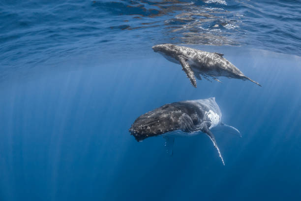 istock Humpback whale deep dive in the blue of Pacific Ocean 1200329582