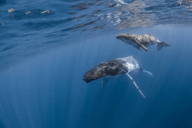 istock Humpback whale deep dive in the blue of Pacific Ocean 1200329604