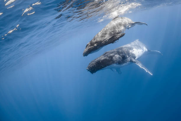 istock Humpback whale deep dive in the blue of Pacific Ocean 1200329629