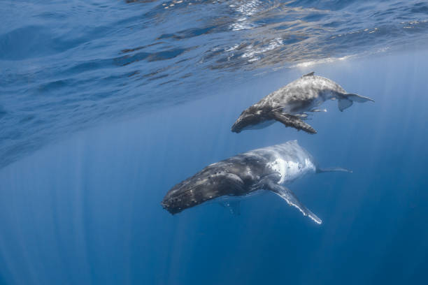 istock Humpback whale deep dive in the blue of Pacific Ocean 1200329643
