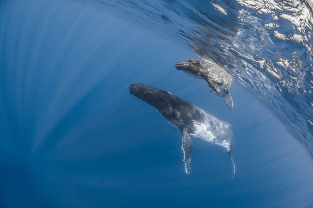 istock Humpback whale deep dive in the blue of Pacific Ocean 1200329644