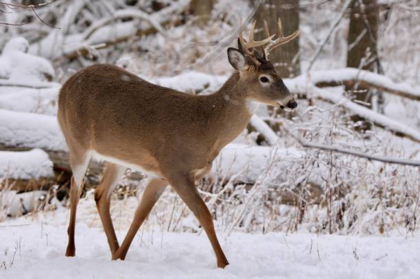 istock Buck in snowy forest. 1200329649