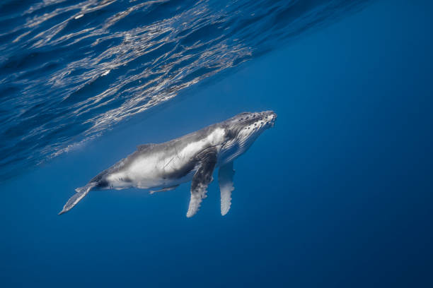 istock Humpback whale deep dive in the blue of Pacific Ocean 1200329679