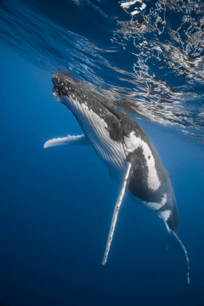 istock Humpback whale deep dive in the blue of Pacific Ocean 1200329792