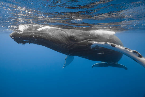 istock Humpback whale deep dive in the blue of Pacific Ocean 1200329806