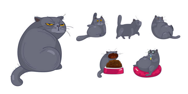 다른 감정과 만화 스타일의 포즈에 고립 된 귀여운 영국 고양이와 새끼 고양이의 세트 - looking away illustrations stock illustrations