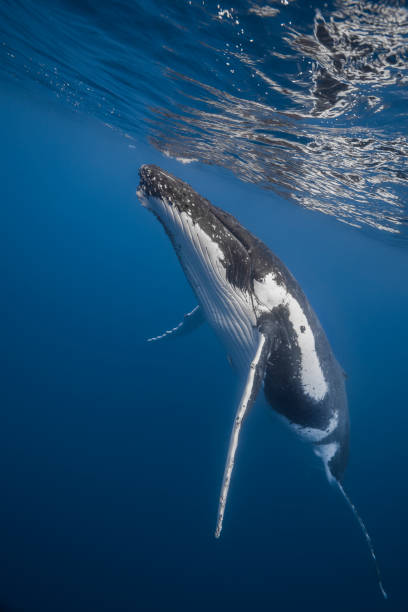 istock Humpback whale deep dive in the blue of Pacific Ocean 1200329824