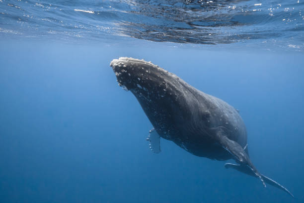 istock Humpback whale deep dive in the blue of Pacific Ocean 1200329828